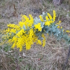 Acacia baileyana at Majura, ACT - 2 Aug 2023 12:08 PM