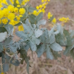 Acacia baileyana at Majura, ACT - 2 Aug 2023