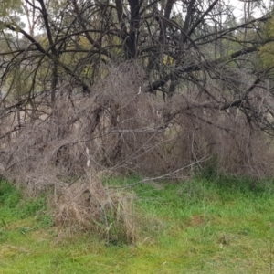 Galium aparine at Majura, ACT - 2 Aug 2023