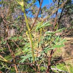 Acacia decurrens (Green Wattle) at Mount Majura - 20 Aug 2023 by abread111