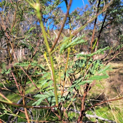 Acacia decurrens (Green Wattle) at Mount Majura - 20 Aug 2023 by abread111