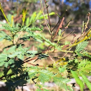 Acacia decurrens at Majura, ACT - 20 Aug 2023 02:35 PM