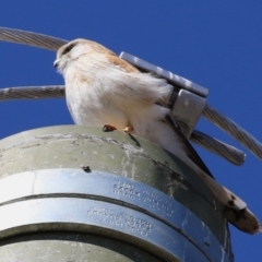 Falco cenchroides (Nankeen Kestrel) at Symonston, ACT - 20 Aug 2023 by RodDeb