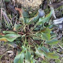 Rumex sp. (A Dock) at Emu Creek - 20 Aug 2023 by JohnGiacon