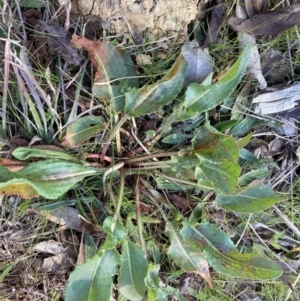 Rumex sp. at Belconnen, ACT - 20 Aug 2023 02:04 PM