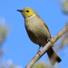 Ptilotula penicillata (White-plumed Honeyeater) at Symonston, ACT - 20 Aug 2023 by RodDeb