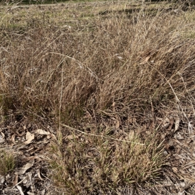 Themeda triandra (Kangaroo Grass) at Belconnen, ACT - 20 Aug 2023 by JohnGiacon