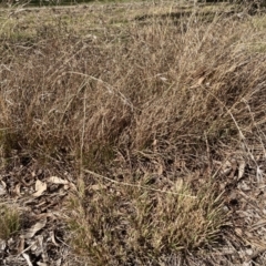 Themeda triandra (Kangaroo Grass) at Emu Creek - 20 Aug 2023 by JohnGiacon