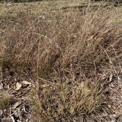 Themeda triandra (Kangaroo Grass) at Emu Creek - 20 Aug 2023 by JohnGiacon