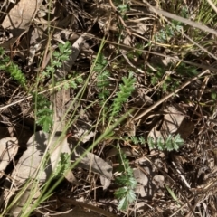 Acaena sp. (A Sheep's Burr) at Belconnen, ACT - 20 Aug 2023 by JohnGiacon