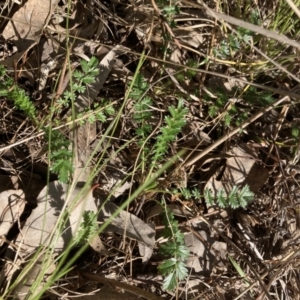 Acaena sp. at Belconnen, ACT - 20 Aug 2023