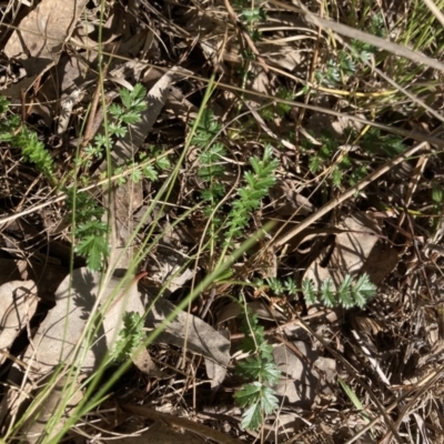 Acaena sp. (A Sheep's Burr) at Flea Bog Flat to Emu Creek Corridor - 20 Aug 2023 by JohnGiacon