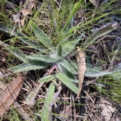 Plantago lanceolata (Ribwort Plantain, Lamb's Tongues) at Emu Creek - 20 Aug 2023 by JohnGiacon