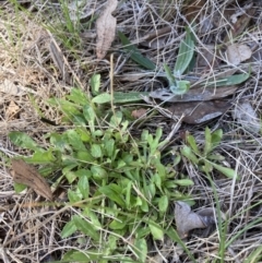 Wahlenbergia stricta subsp. stricta (Tall Bluebell) at Belconnen, ACT - 20 Aug 2023 by JohnGiacon