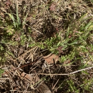 Galium aparine at Belconnen, ACT - 20 Aug 2023