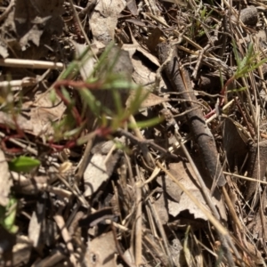 Haloragis heterophylla at Belconnen, ACT - 20 Aug 2023