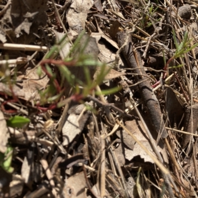 Haloragis heterophylla (Variable Raspwort) at Belconnen, ACT - 20 Aug 2023 by JohnGiacon