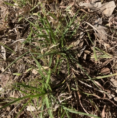 Eryngium ovinum (Blue Devil) at Flea Bog Flat to Emu Creek Corridor - 20 Aug 2023 by JohnGiacon