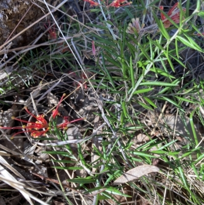 Grevillea sp. (Grevillea) at Flea Bog Flat to Emu Creek Corridor - 20 Aug 2023 by JohnGiacon