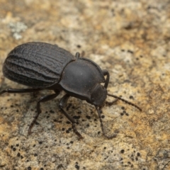 Byallius sp. (genus) (Byallius darkling beetle) at Rendezvous Creek, ACT - 19 Aug 2023 by living