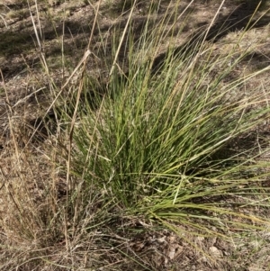 Carex appressa at Belconnen, ACT - 20 Aug 2023