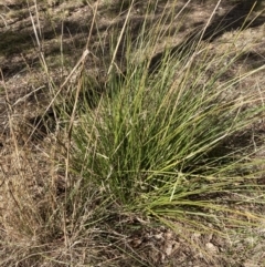 Carex appressa (Tall Sedge) at Emu Creek - 20 Aug 2023 by JohnGiacon