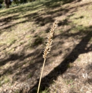 Carex appressa at Belconnen, ACT - 20 Aug 2023