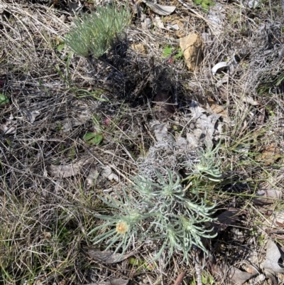 Leucochrysum albicans (Hoary Sunray) at Flea Bog Flat to Emu Creek Corridor - 20 Aug 2023 by JohnGiacon