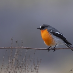 Petroica phoenicea (Flame Robin) at Rendezvous Creek, ACT - 19 Aug 2023 by living