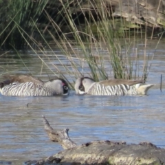 Malacorhynchus membranaceus (Pink-eared Duck) at Gungahlin, ACT - 20 Aug 2023 by RobParnell