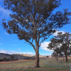 Eucalyptus melliodora (Yellow Box) at Sutton, NSW - 19 Aug 2023 by abread111