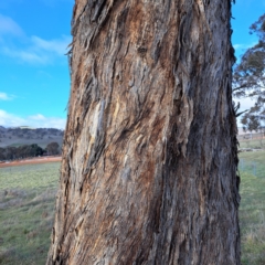 Eucalyptus melliodora at Sutton, NSW - 19 Aug 2023 02:41 PM