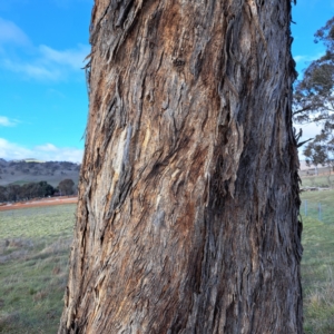 Eucalyptus melliodora at Sutton, NSW - 19 Aug 2023