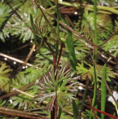 Ranunculus inundatus (River Buttercup) at Top Hut TSR - 17 Dec 2022 by AndyRoo