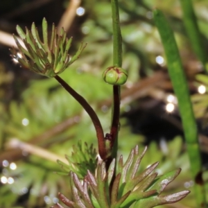 Ranunculus inundatus at Dry Plain, NSW - 17 Dec 2022