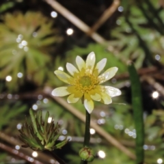 Ranunculus inundatus at Dry Plain, NSW - 17 Dec 2022