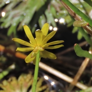 Ranunculus inundatus at Dry Plain, NSW - 17 Dec 2022