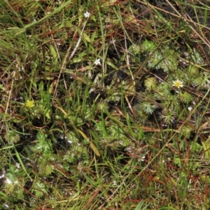 Ranunculus inundatus at Dry Plain, NSW - 17 Dec 2022