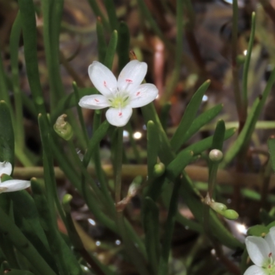 Montia australasica (White Purslane) at Top Hut TSR - 17 Dec 2022 by AndyRoo