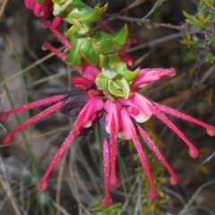 Grevillea baueri subsp. asperula (Bauer's Grevillea) at Morton National Park - 18 Aug 2023 by Harrisi