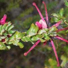 Grevillea baueri subsp. asperula at Sassafras, NSW - 18 Aug 2023