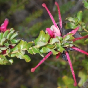 Grevillea baueri subsp. asperula at Sassafras, NSW - 18 Aug 2023