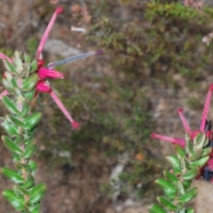 Grevillea baueri subsp. asperula at Sassafras, NSW - 18 Aug 2023