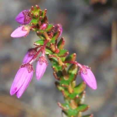Tetratheca thymifolia (Black-eyed Susan) at North Nowra, NSW - 18 Aug 2023 by Harrisi