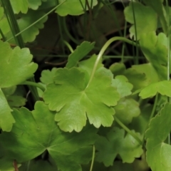 Hydrocotyle sp. at Top Hut TSR - 17 Dec 2022 by AndyRoo