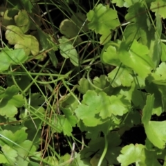 Hydrocotyle sp. at Dry Plain, NSW - 17 Dec 2022