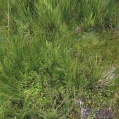 Hydrocotyle sp. at Dry Plain, NSW - 17 Dec 2022 01:02 PM