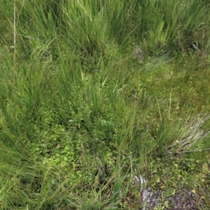 Hydrocotyle sp. at Dry Plain, NSW - 17 Dec 2022