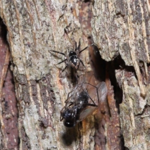 Euryopis sp. (genus) at Wellington Point, QLD - 11 Aug 2023