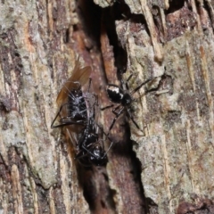 Euryopis sp. (genus) at Wellington Point, QLD - 11 Aug 2023 11:51 AM